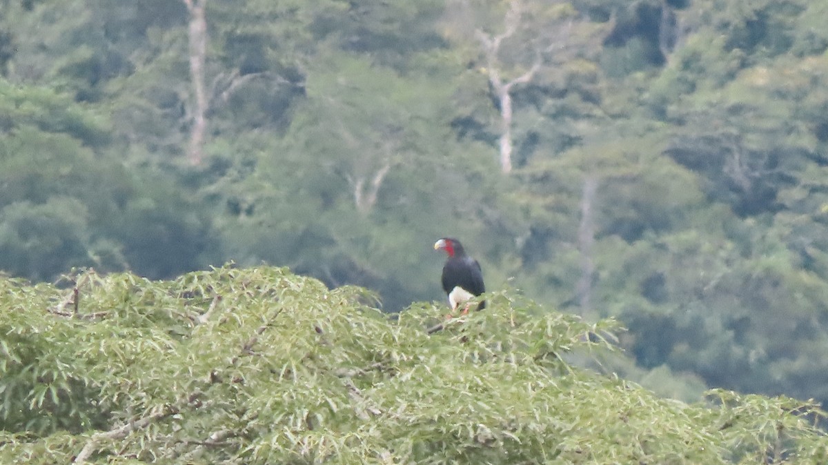 Caracara à gorge rouge - ML635667461