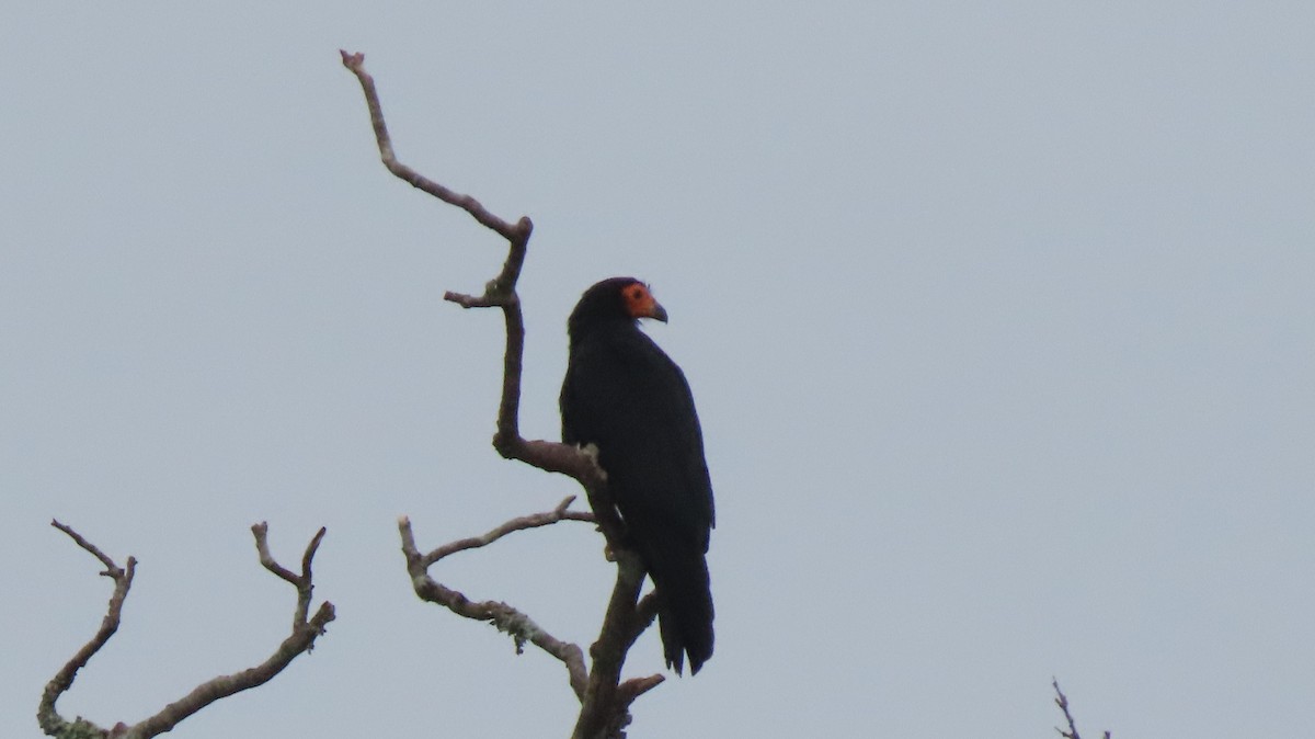 Black Caracara - ML635667471