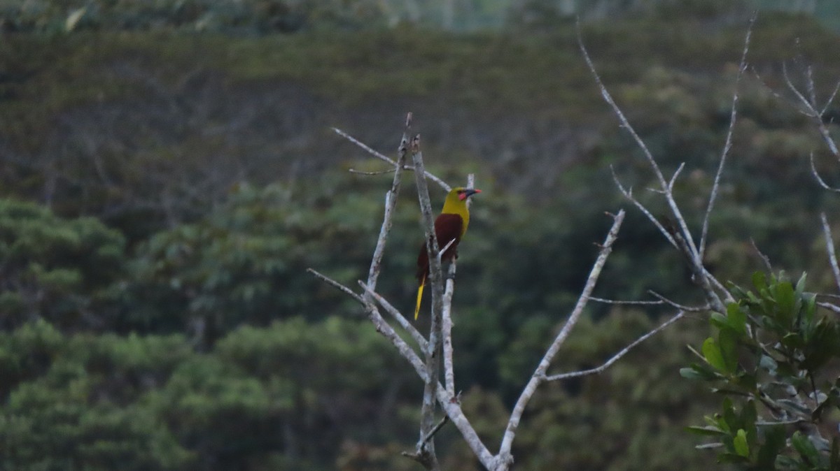 Olive Oropendola - ML635667506