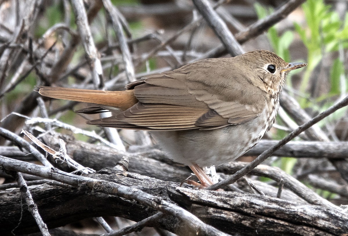 Hermit Thrush - ML635667508