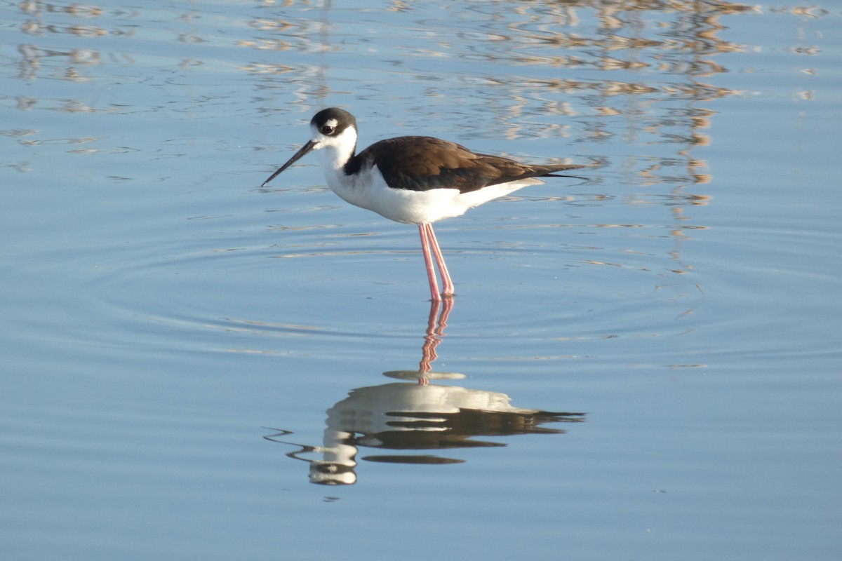 Black-necked Stilt - ML635667555