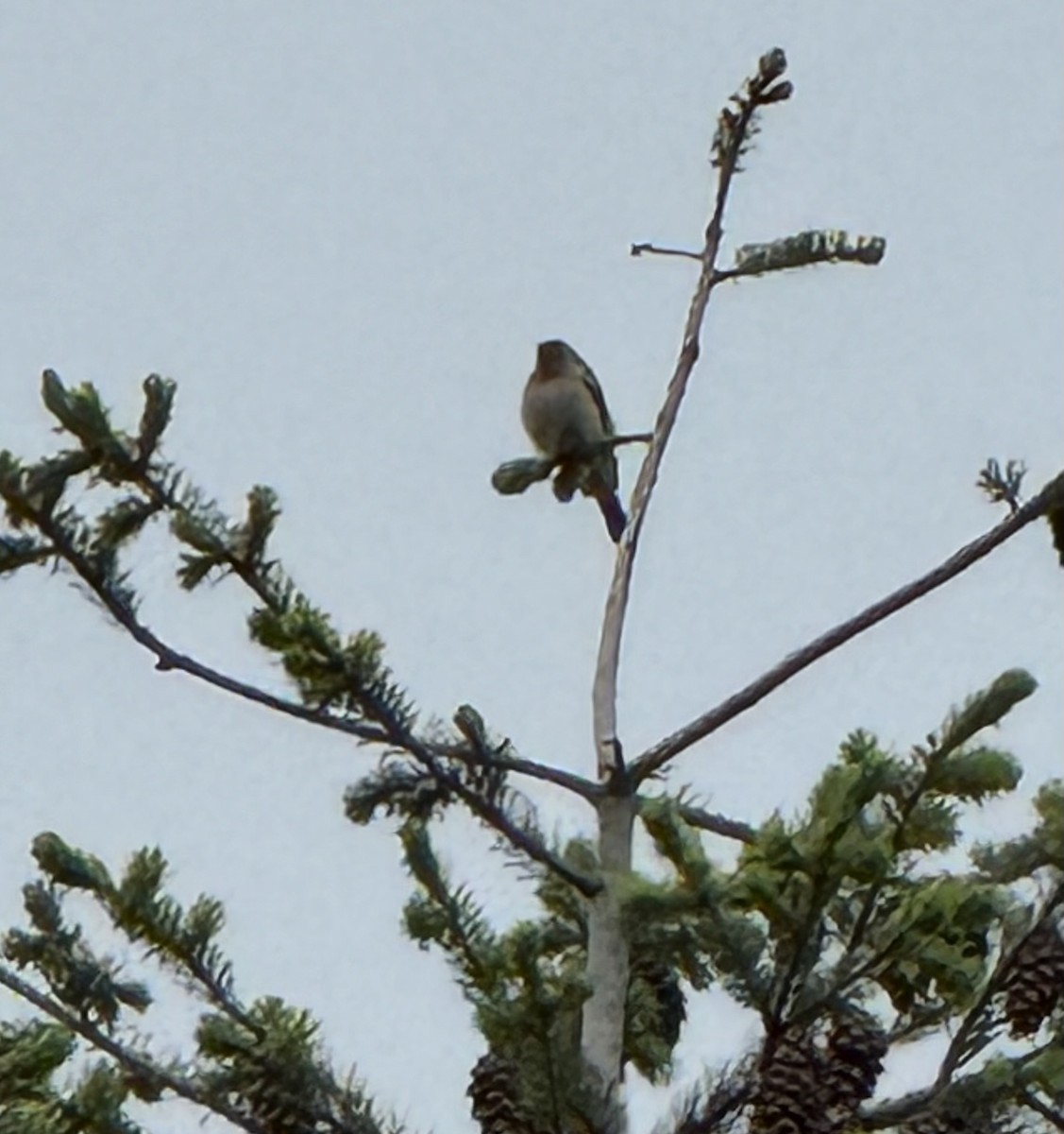 Passerin azuré - ML635667704