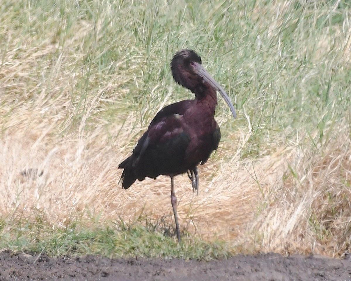 ibis americký - ML635667727