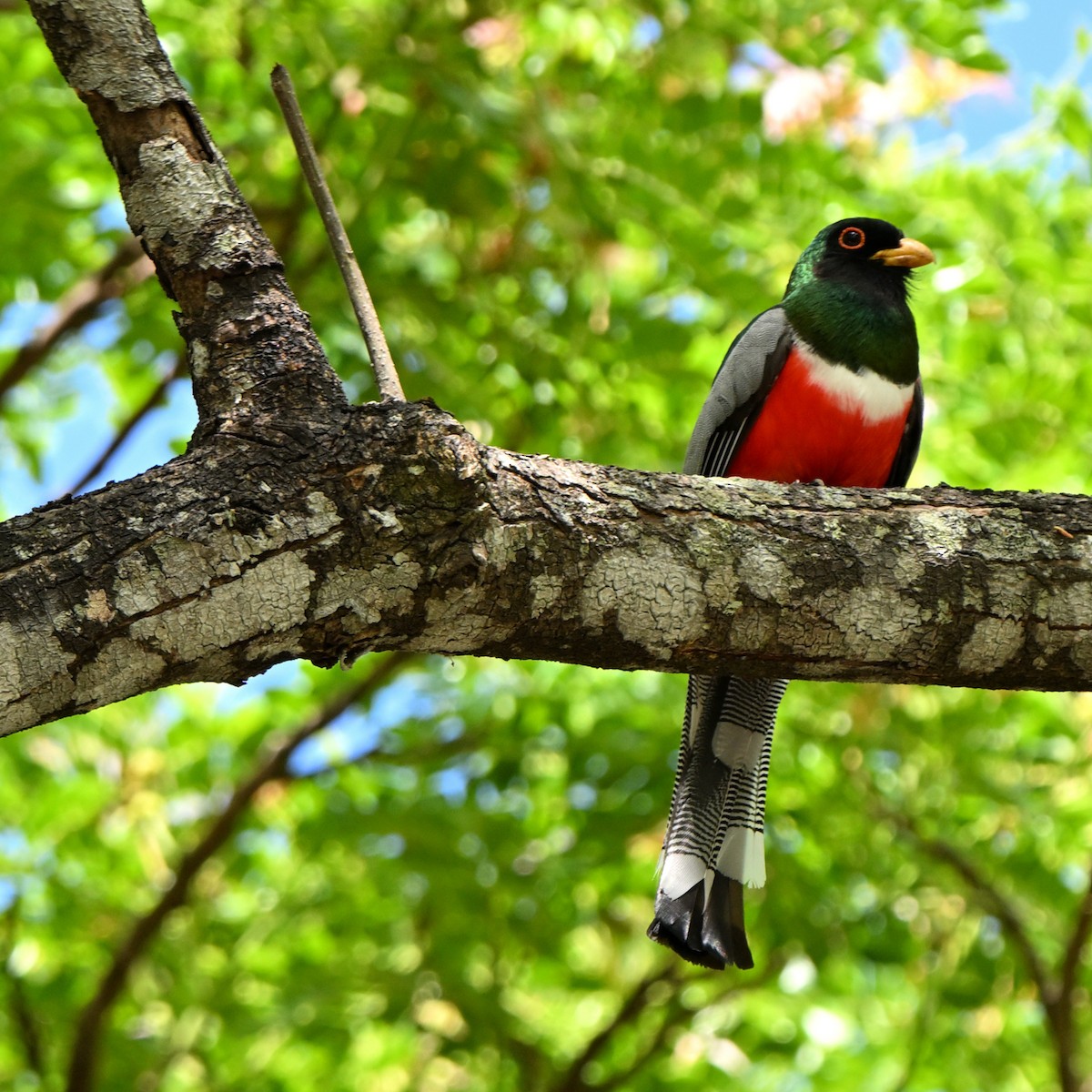 Elegant Trogon - ML635667800
