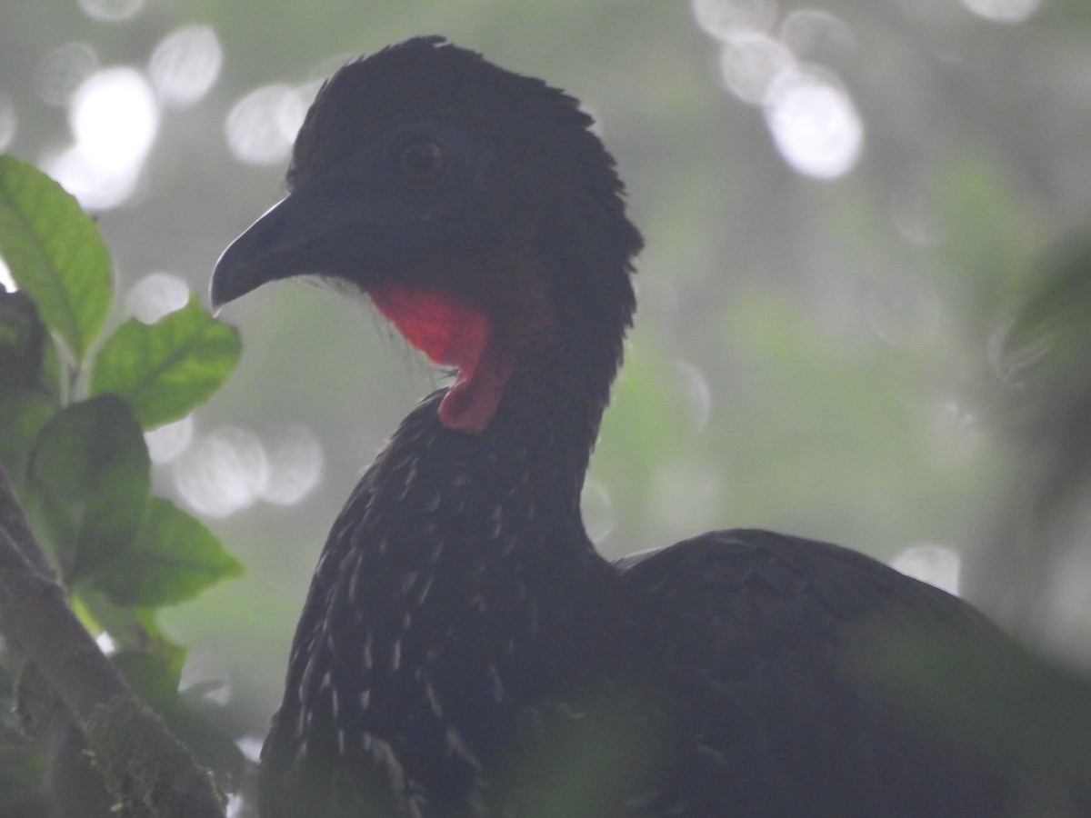 Crested Guan - ML635667803