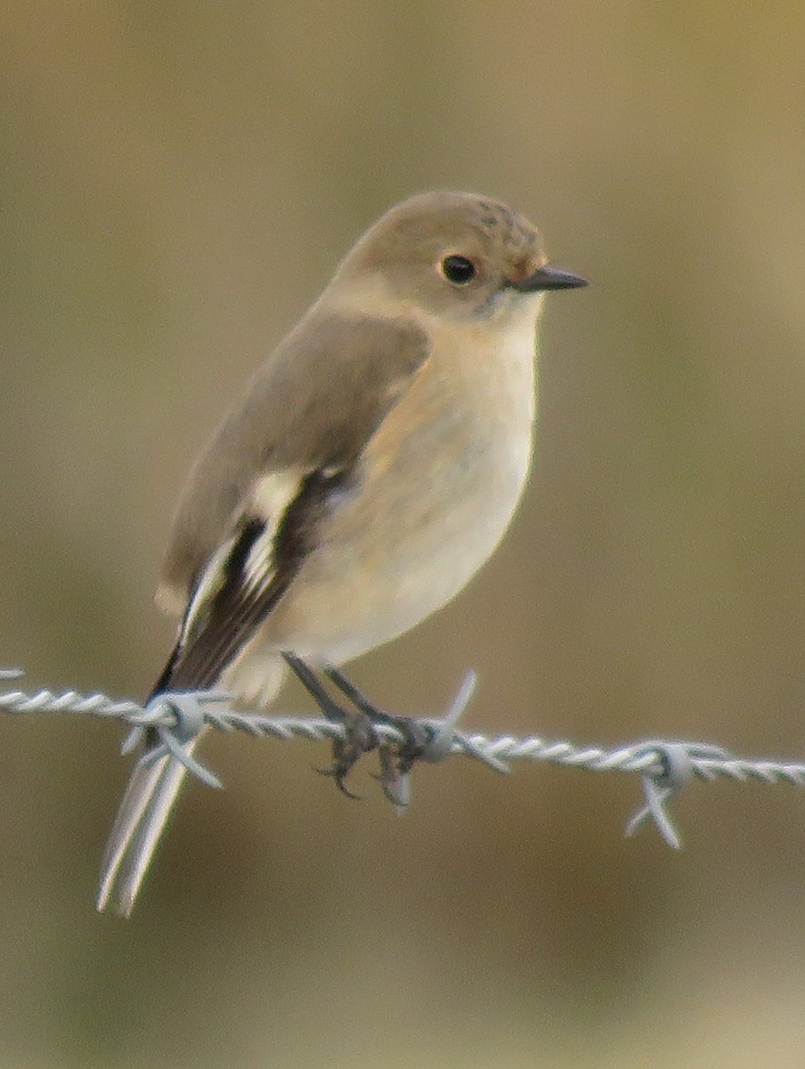 Flame Robin - ML635667839