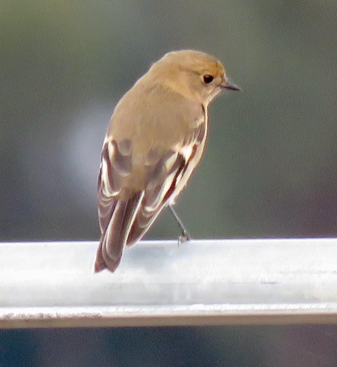 Flame Robin - ML635667840