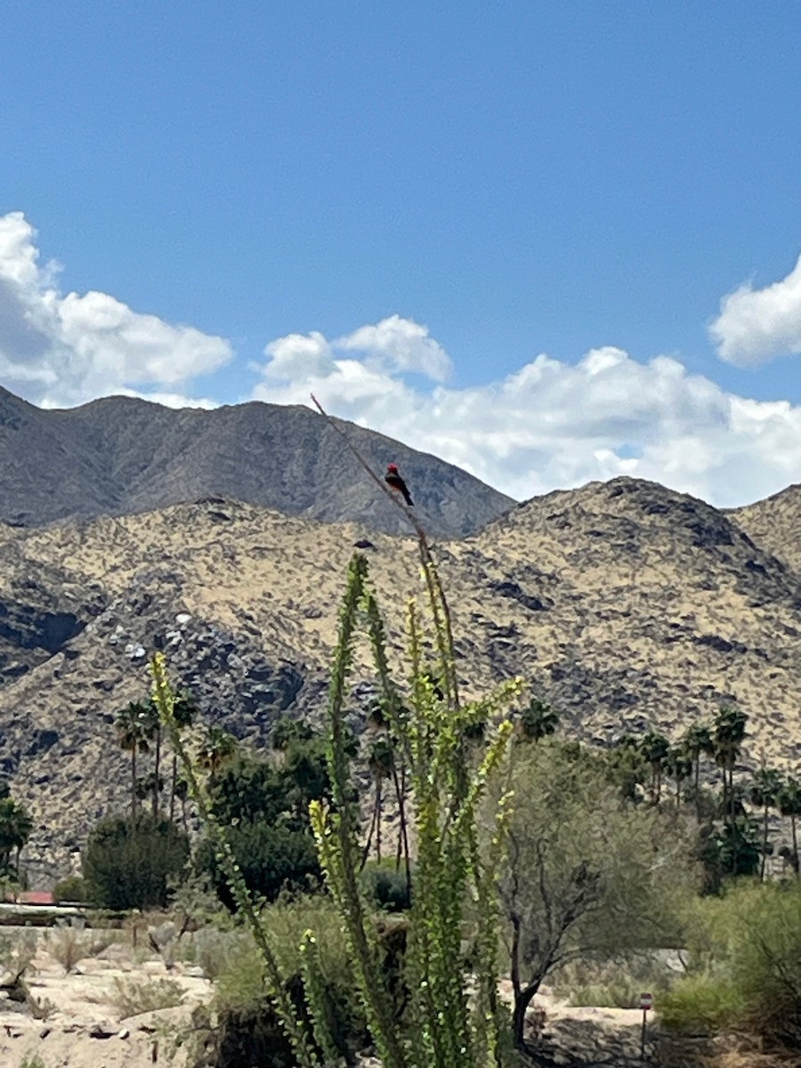 Vermilion Flycatcher - ML635667843