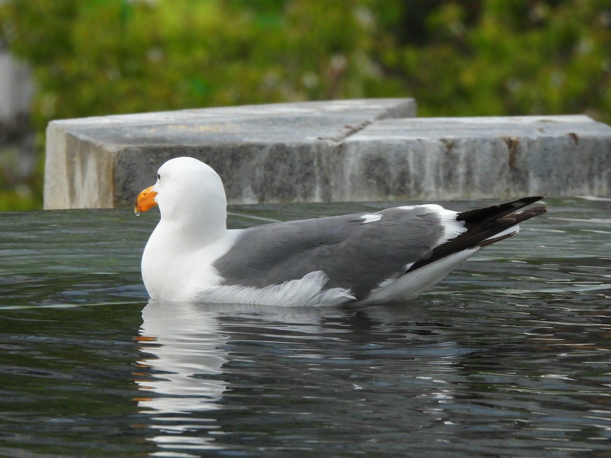 Western Gull - ML635667849