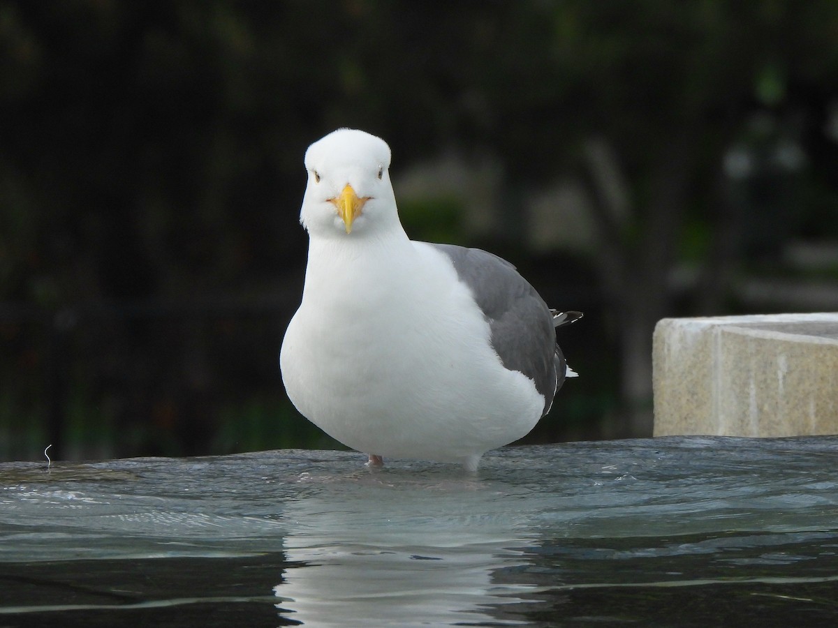 Western Gull - ML635667850