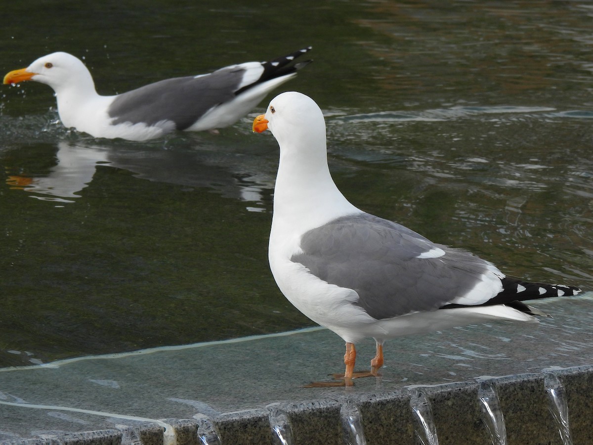 Western Gull - ML635667851