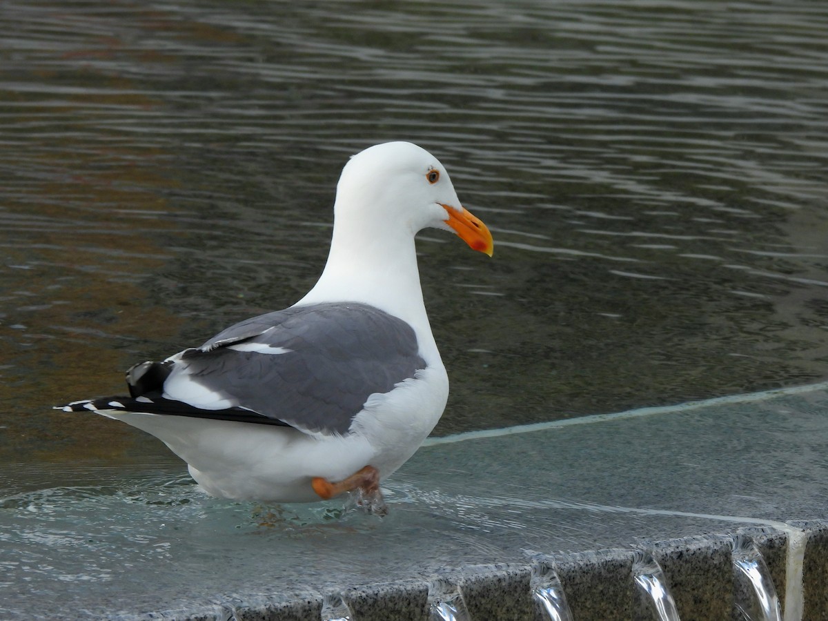 Western Gull - ML635667852