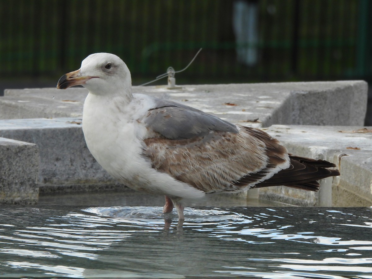 Western Gull - ML635667853