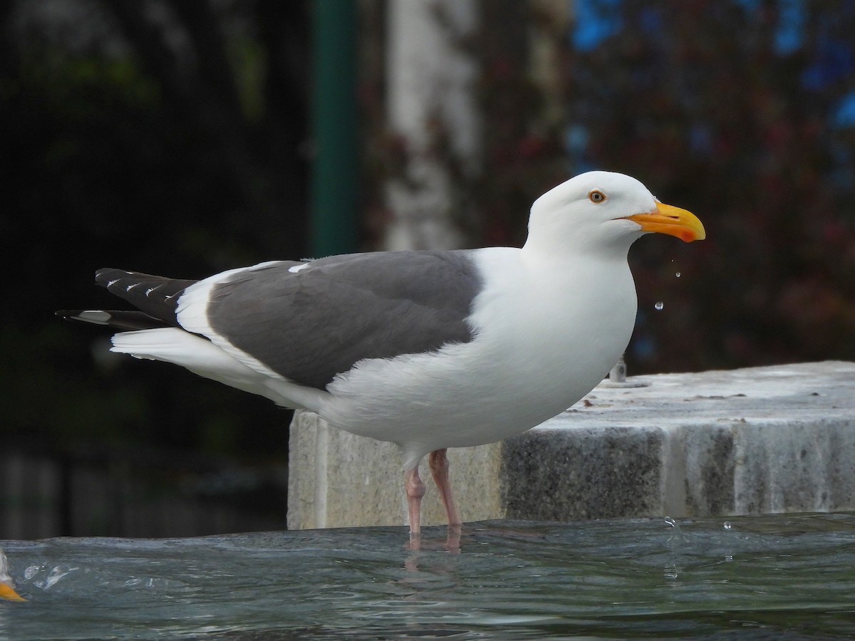 Western Gull - ML635667855