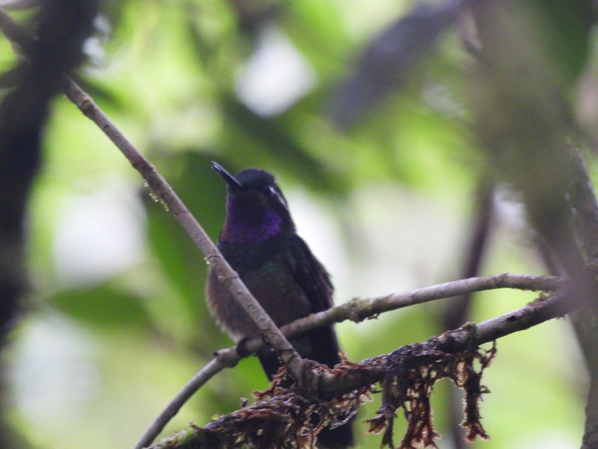 Purple-throated Mountain-gem - ML635667862