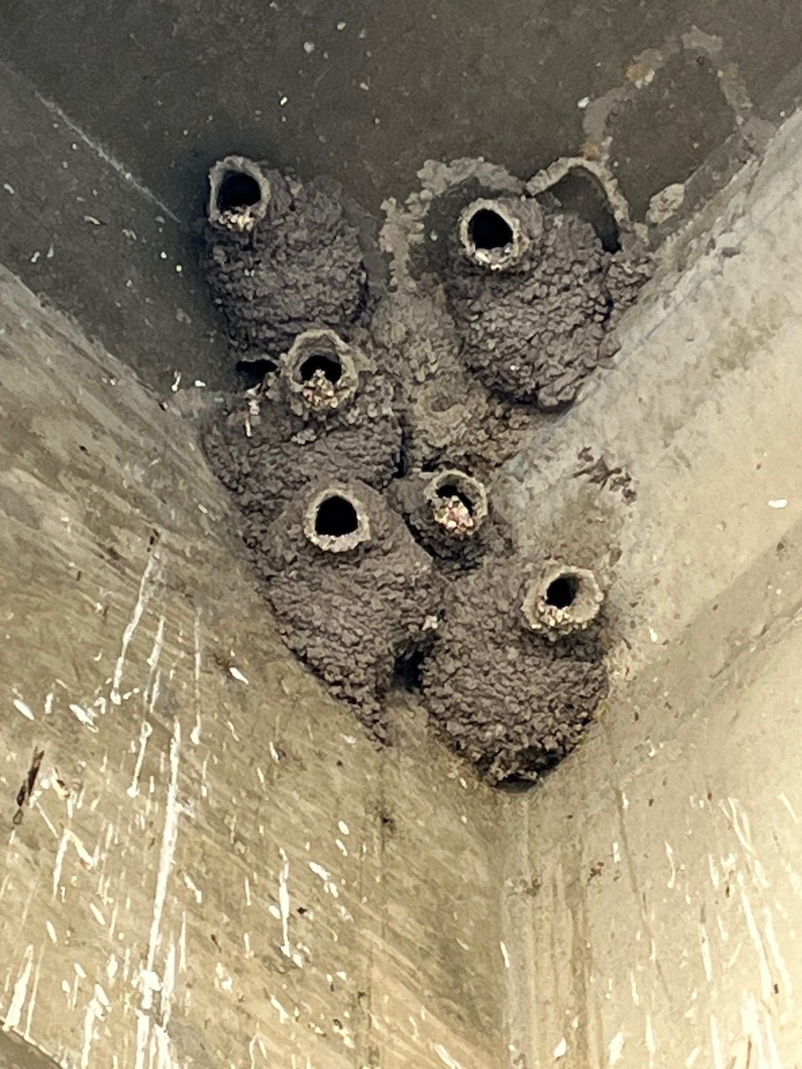 Cliff Swallow - ML635667865