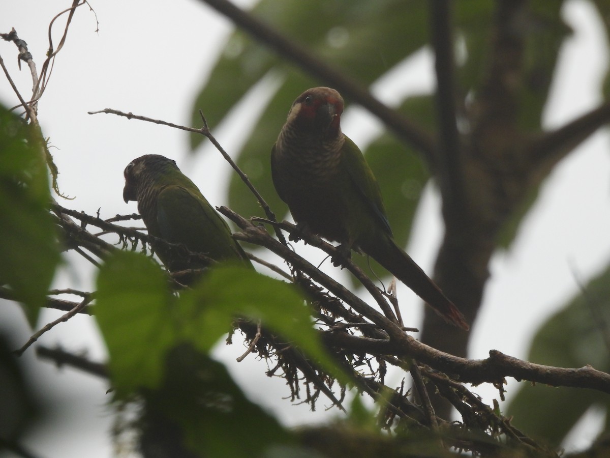 Painted Parakeet - ML635667885