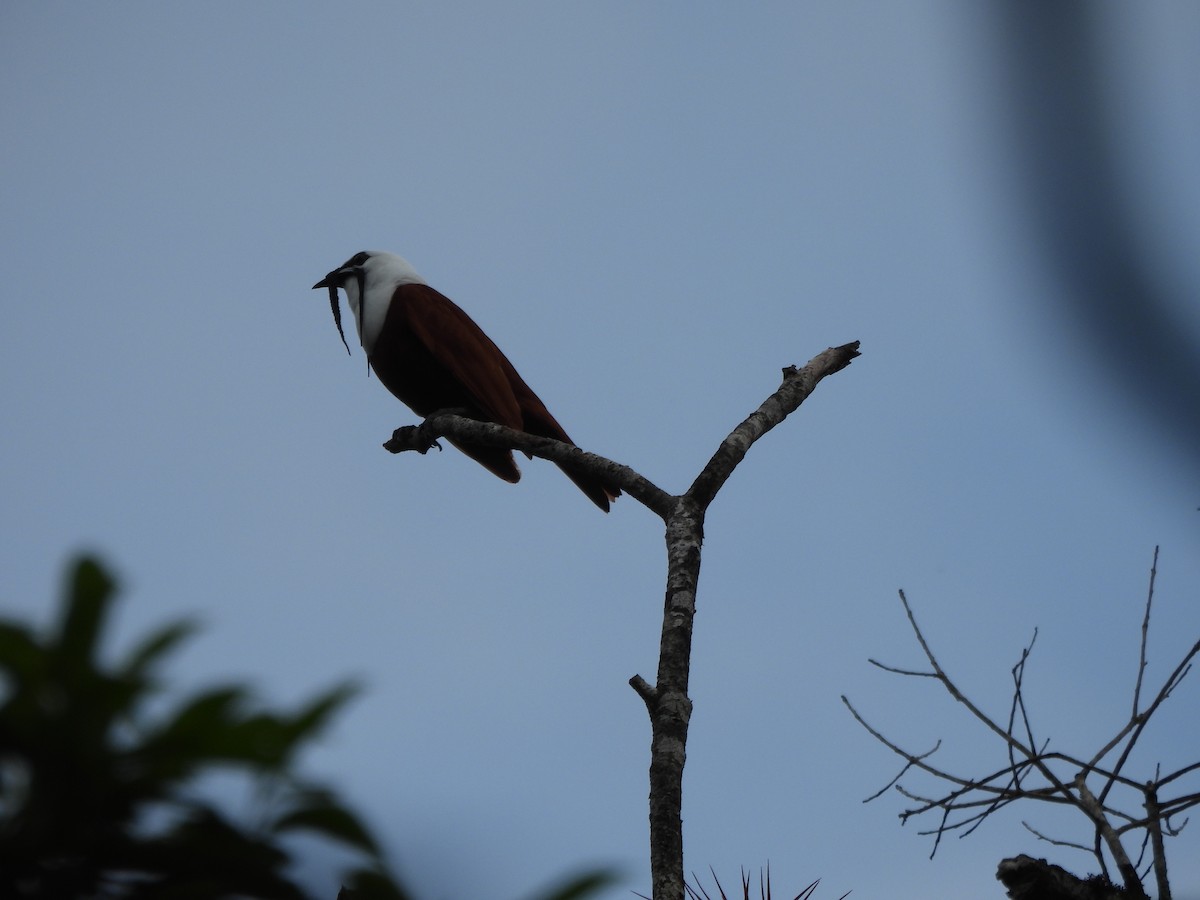 Three-wattled Bellbird - ML635667919