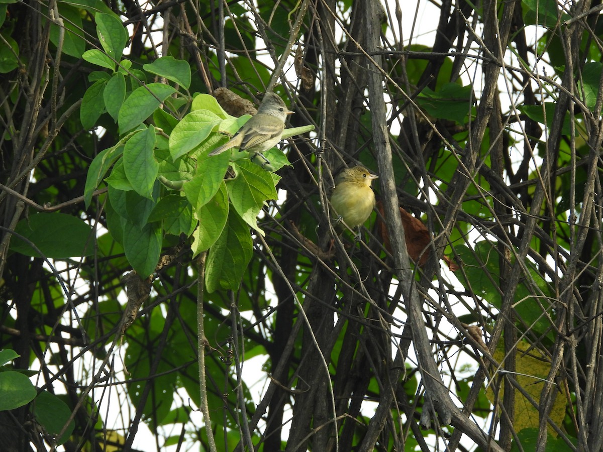 Tyranneau passegris - ML635667921