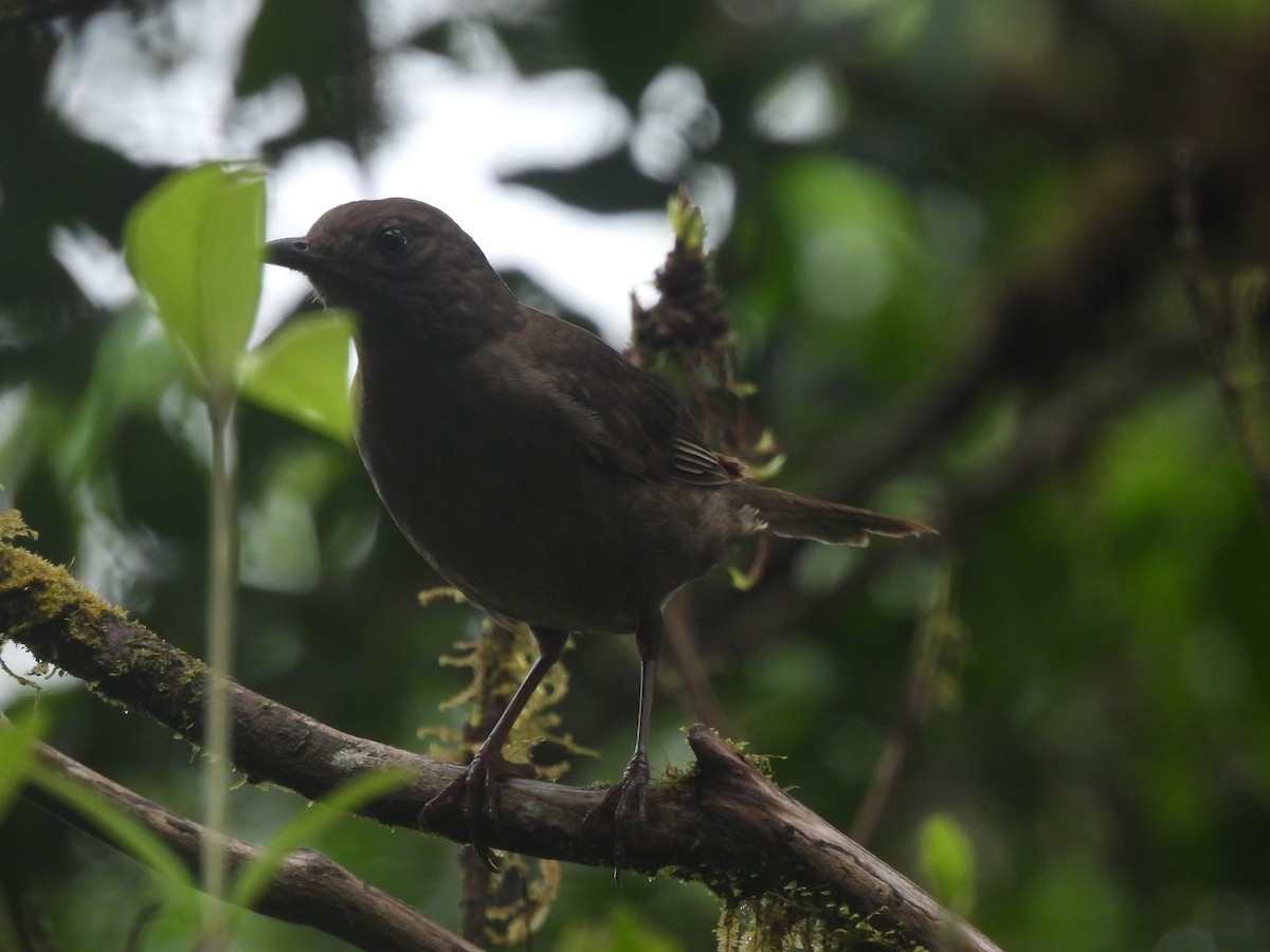 Mountain Thrush - ML635668038