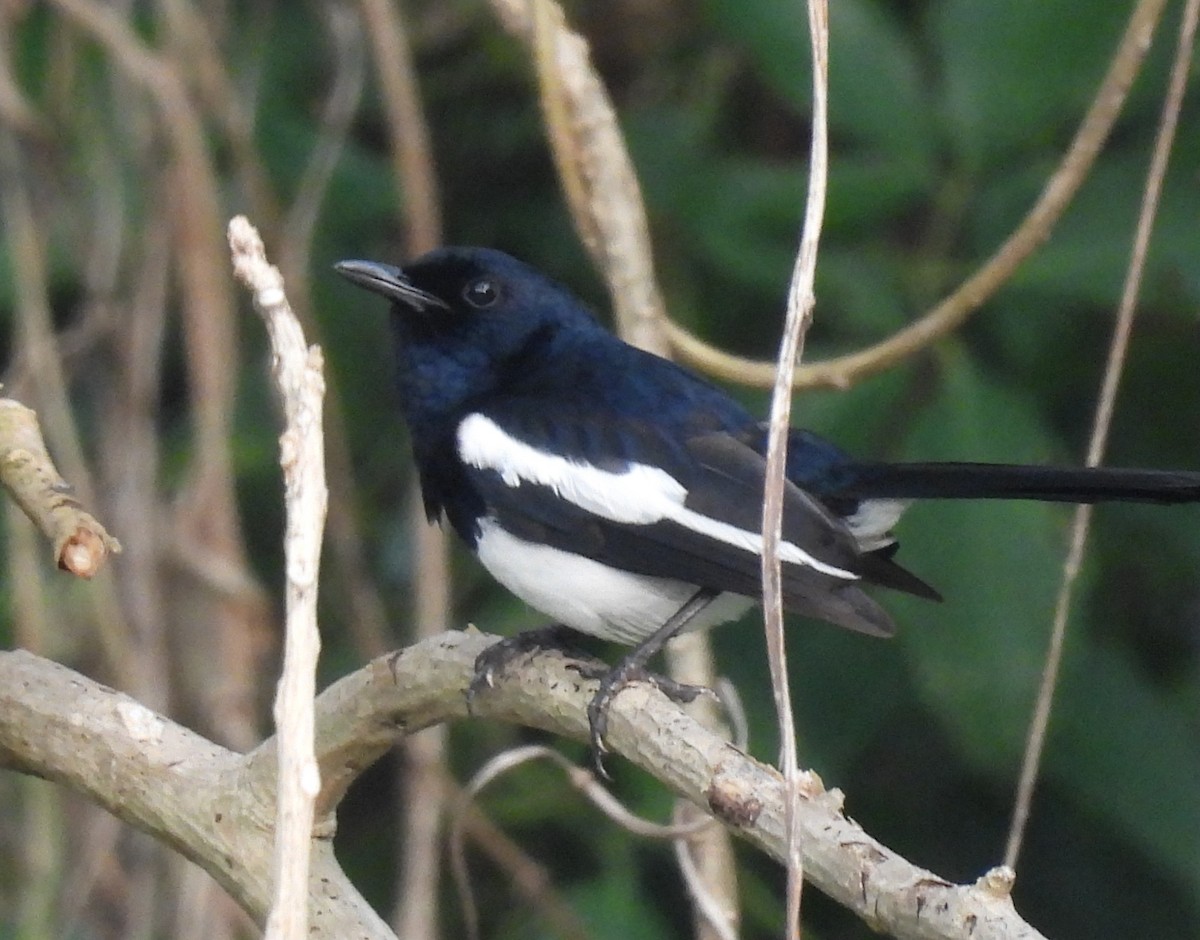 Philippine Magpie-Robin - ML635668069