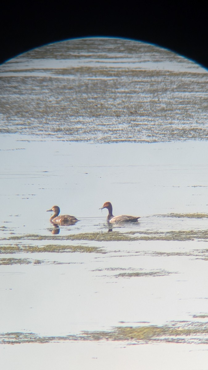 Redhead - ML635668072