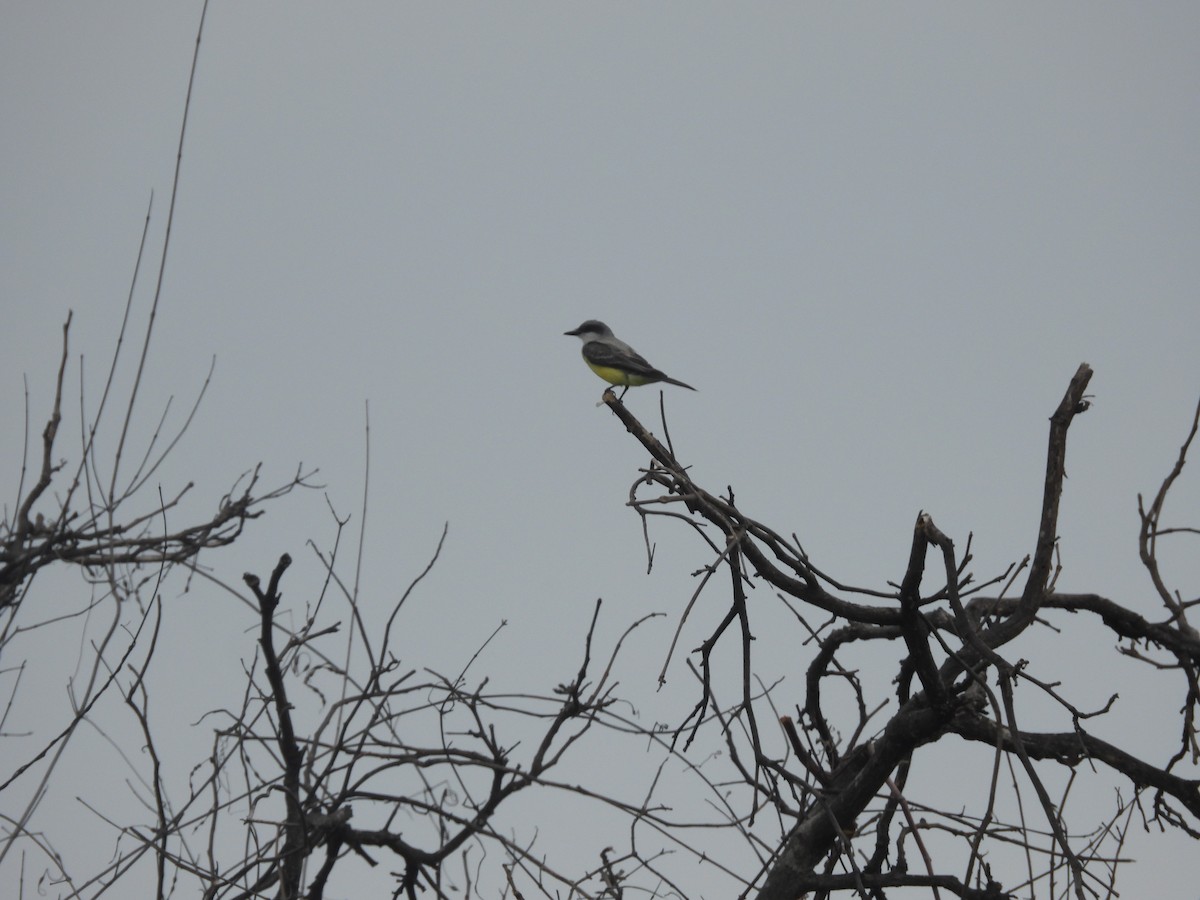 Snowy-throated Kingbird - ML635668182