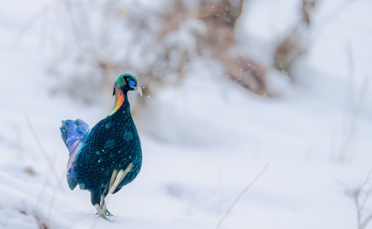 Chinese Monal - ML635668456