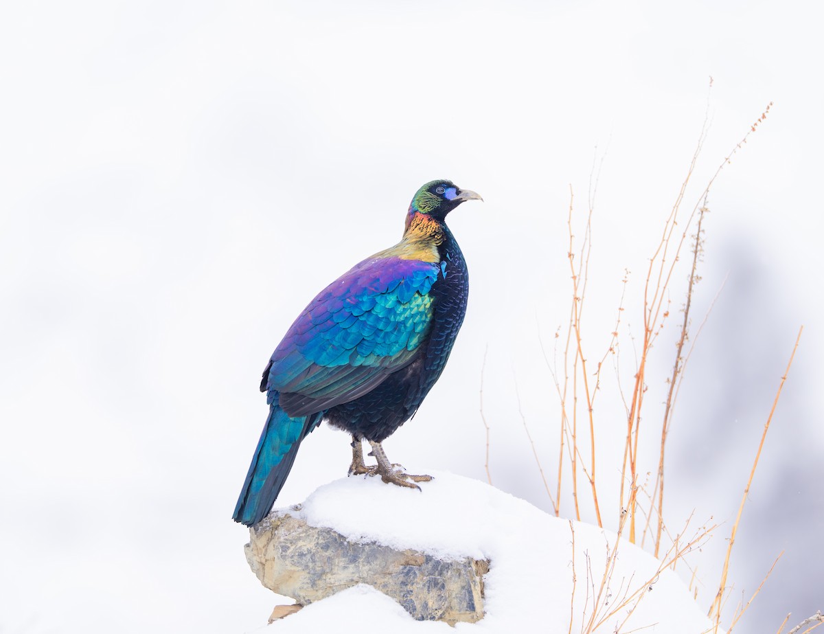 Chinese Monal - ML635668457