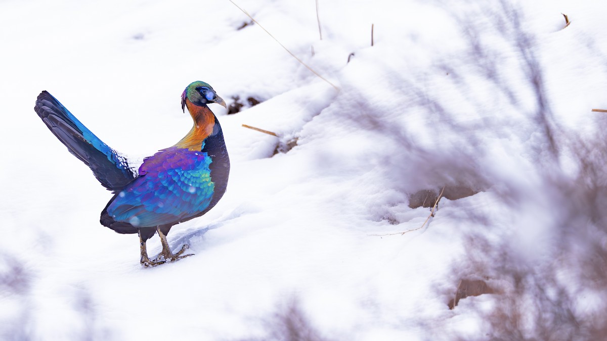 Chinese Monal - ML635668458