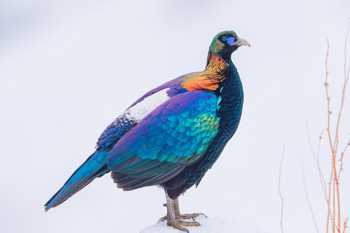 Chinese Monal - ML635668459