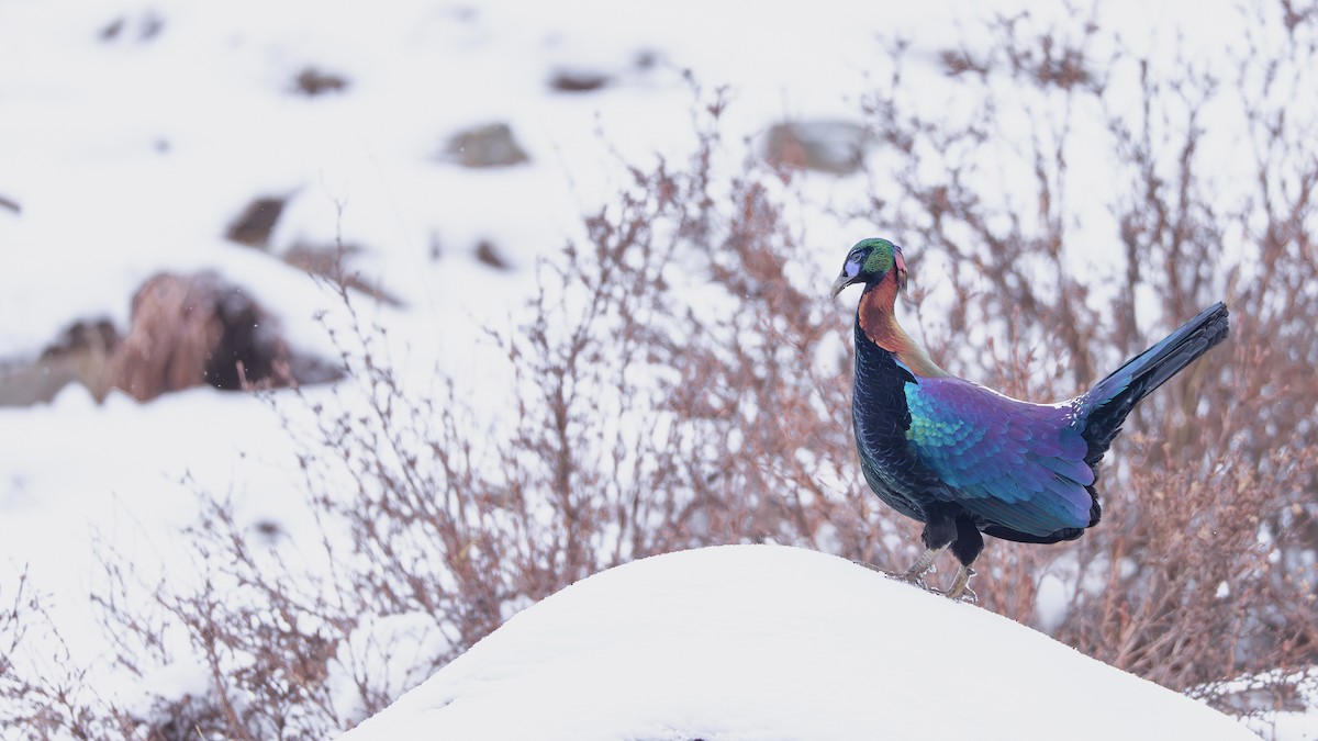 Chinese Monal - ML635668460