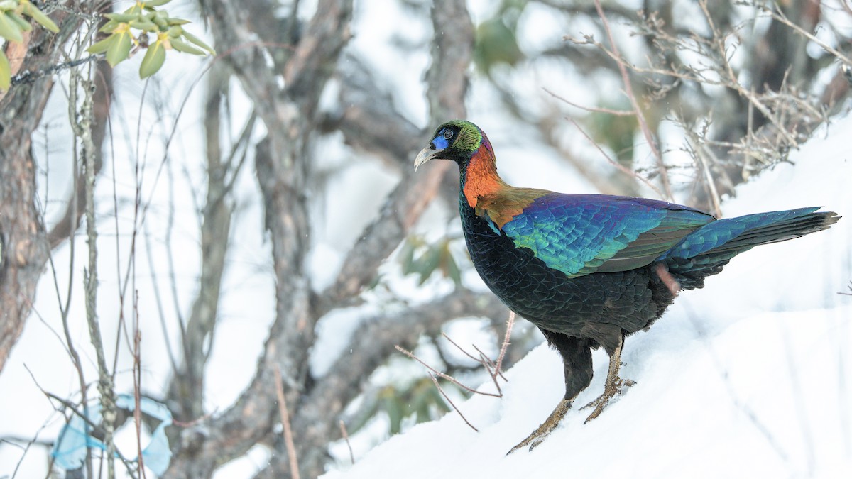 Chinese Monal - ML635668461