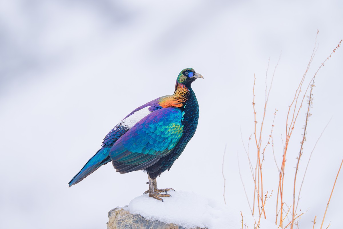 Chinese Monal - ML635668462