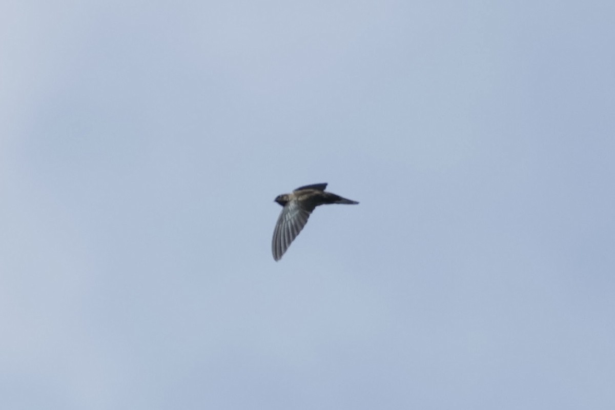 Cave Swiftlet - ML635668608