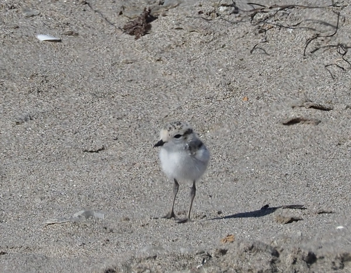 Snowy Plover - ML635668696