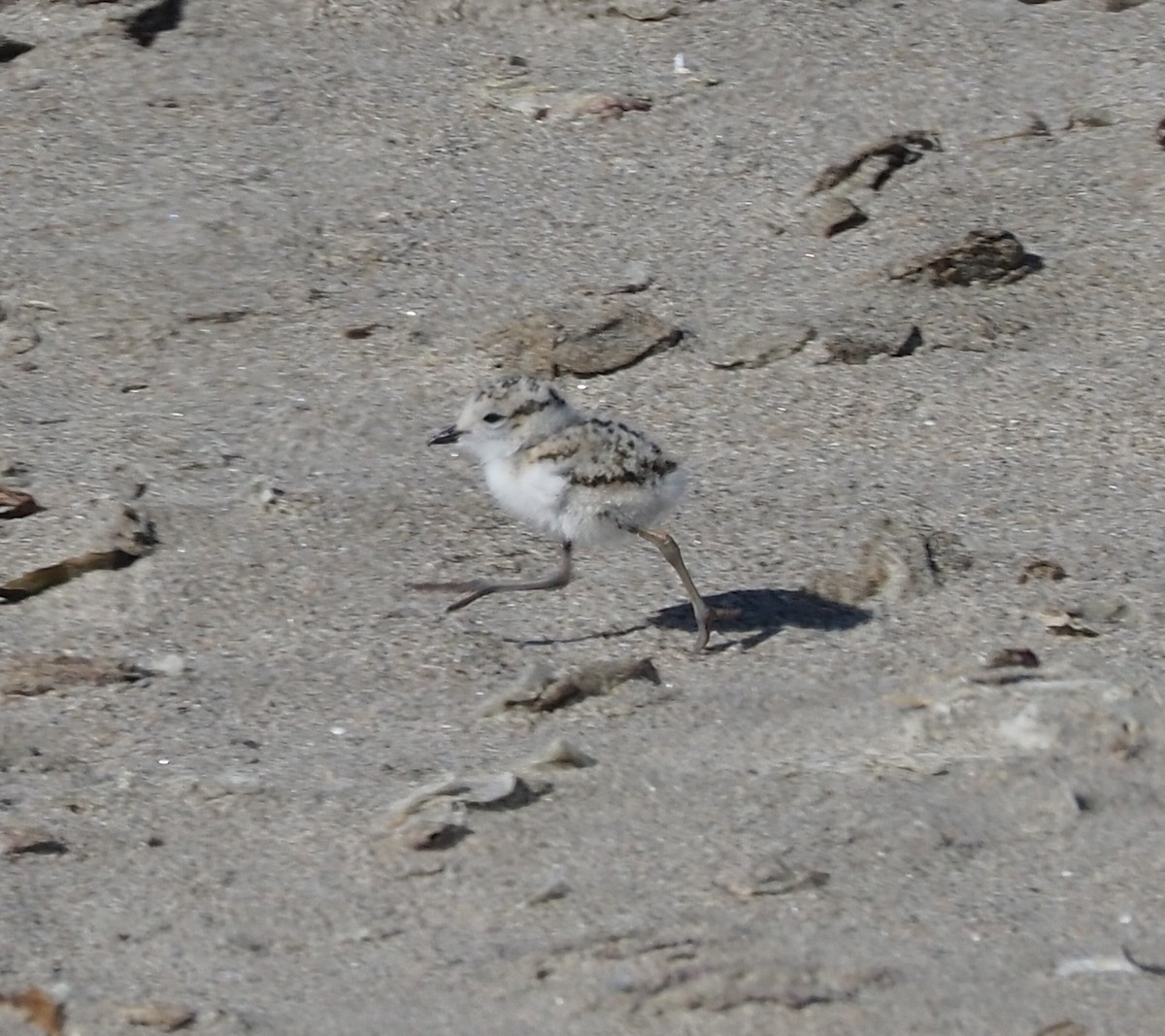 Snowy Plover - ML635668697