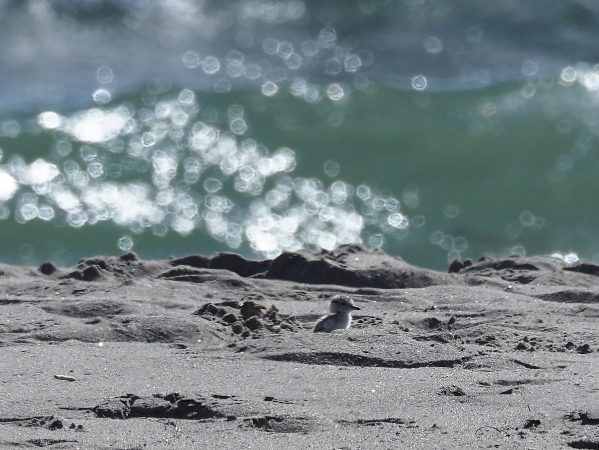 Snowy Plover - ML635668698