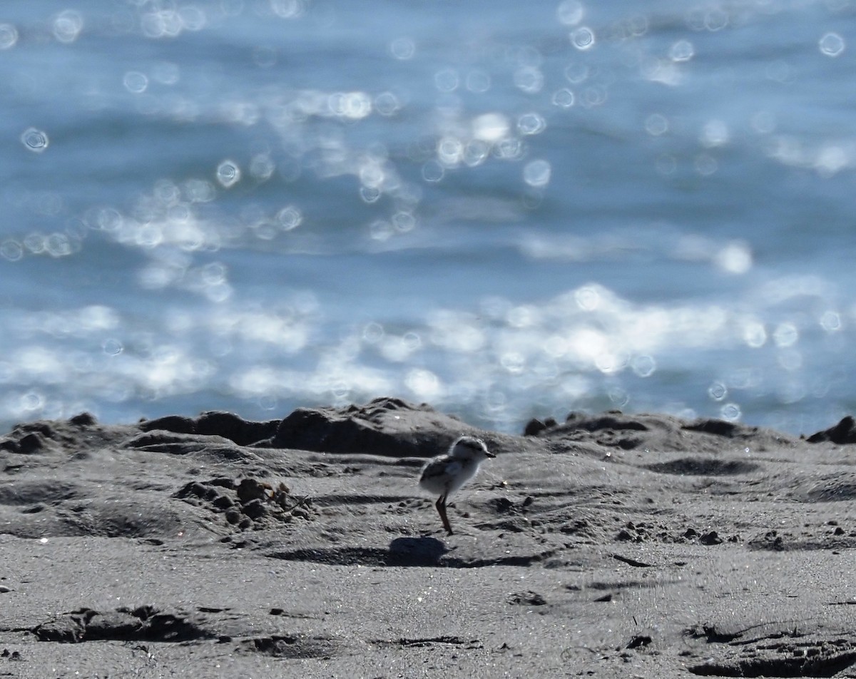 Snowy Plover - ML635668699