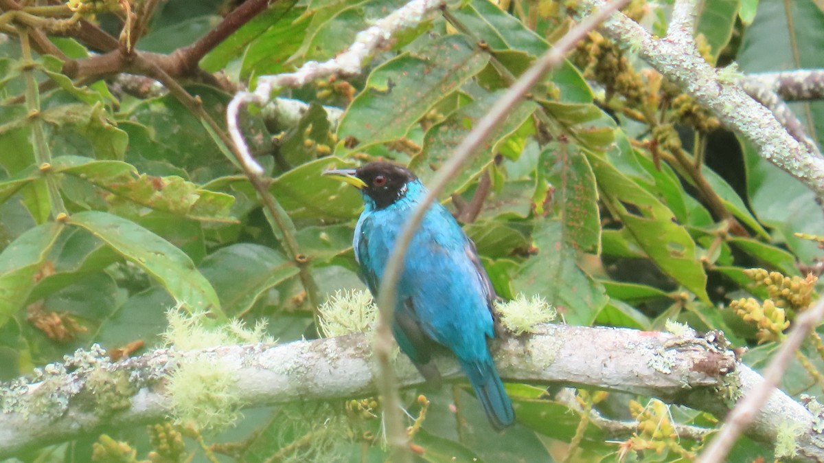 Green Honeycreeper - ML635668744