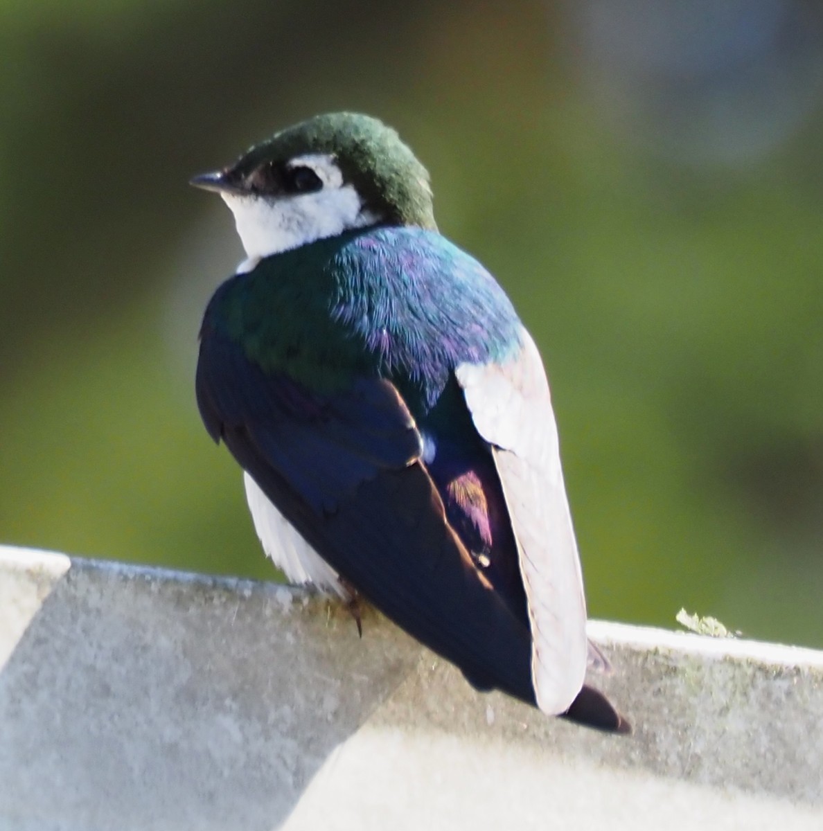 Violet-green Swallow - ML635668763