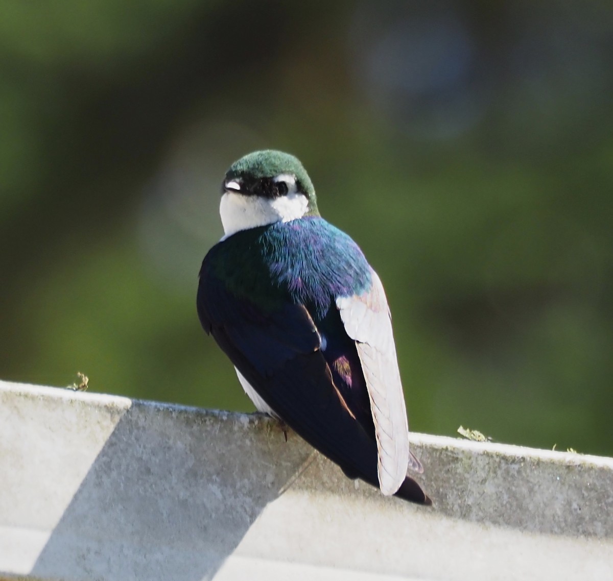 Violet-green Swallow - ML635668764