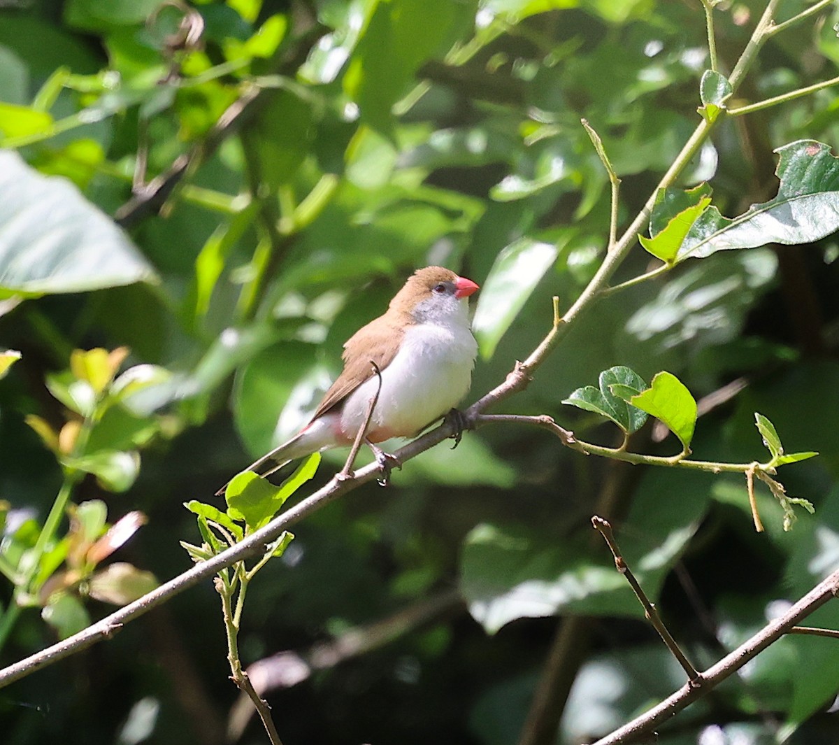 Fawn-breasted Waxbill (Fawn-breasted) - ML635668779