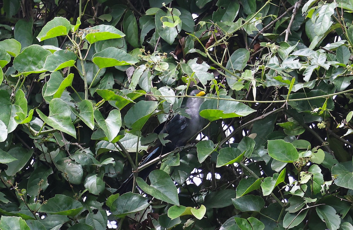 Blue Malkoha - ML635668803