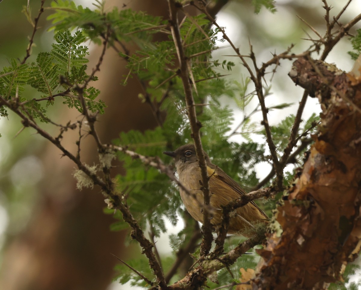 Plain Greenbul (curvirostris) - ML635668815