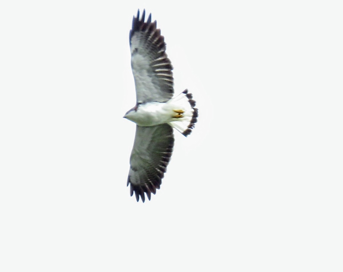 Variable Hawk - ML635668846
