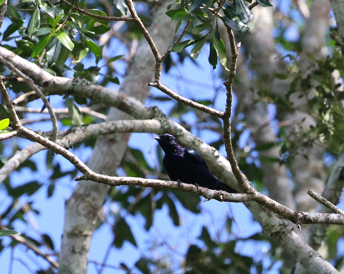 Purple-throated Cuckooshrike - ML635668894