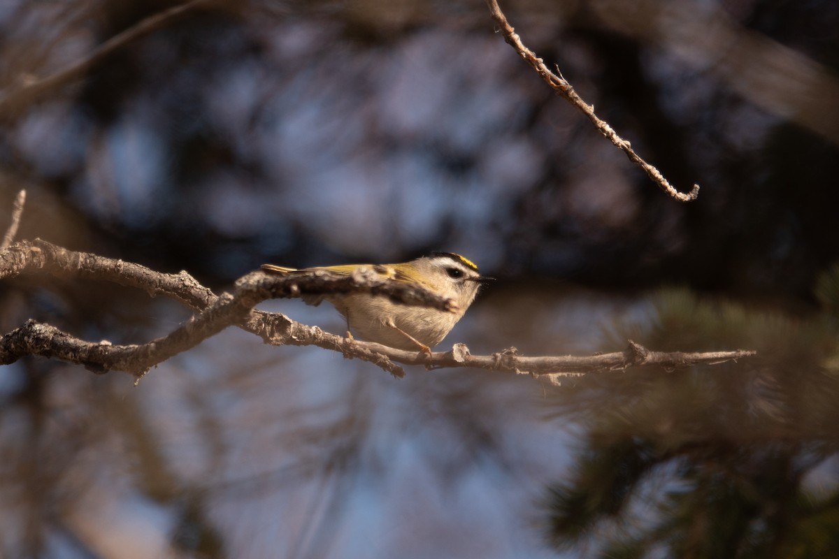 Golden-crowned Kinglet - ML635668928