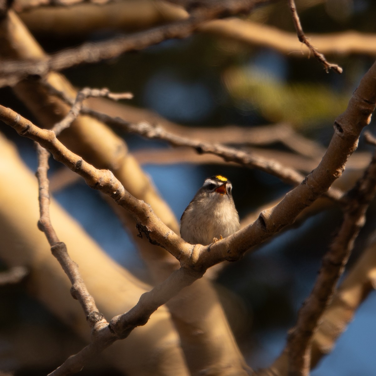 Golden-crowned Kinglet - ML635668929