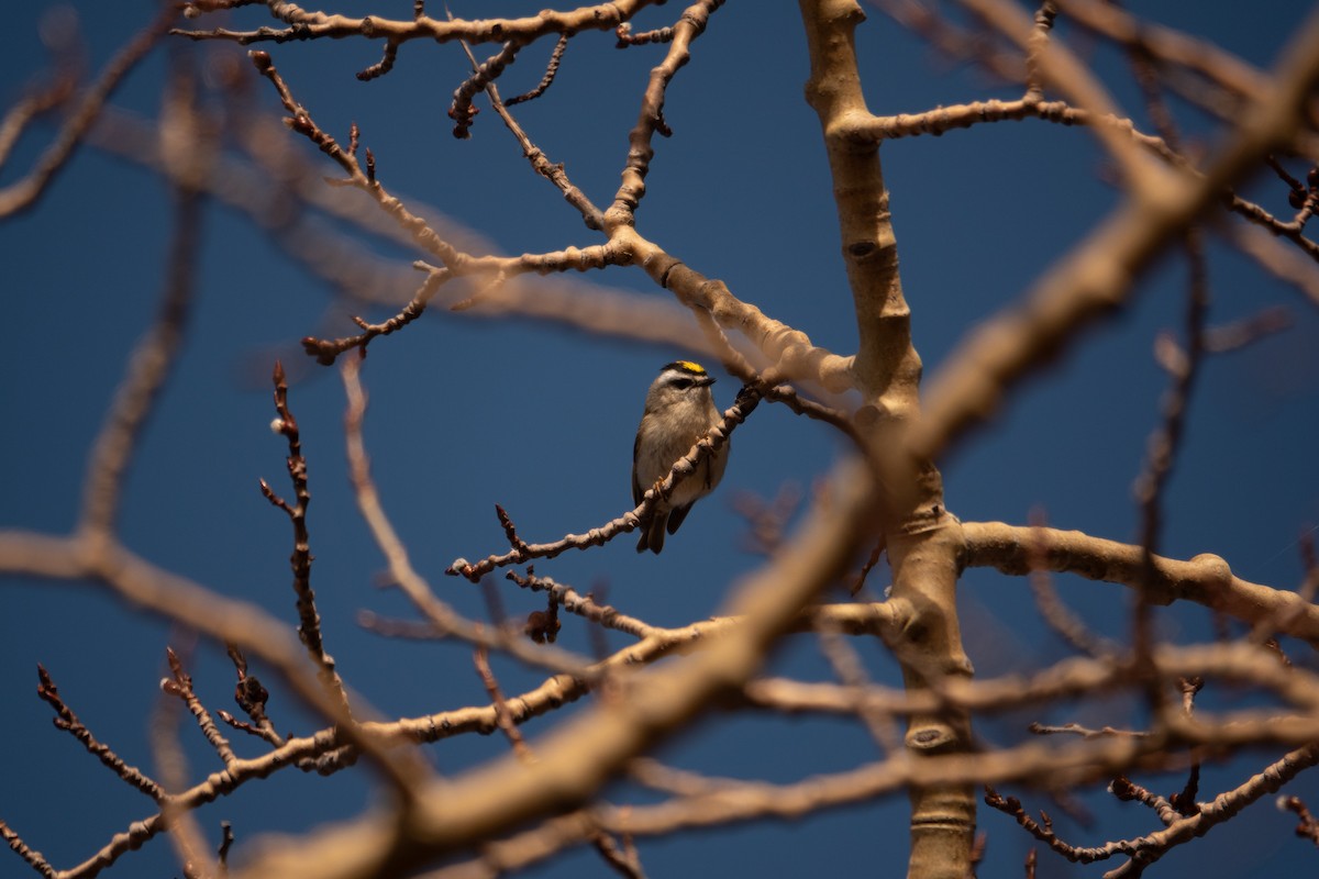 Golden-crowned Kinglet - ML635668931